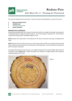 Pruning for Clearwood - Private Forests Tasmania