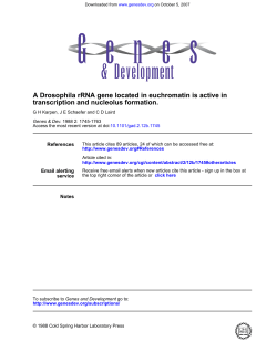 transcription and nucleolus formation. A Drosophila rRNA gene