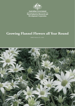 Growing Flannel Flowers all Year Round