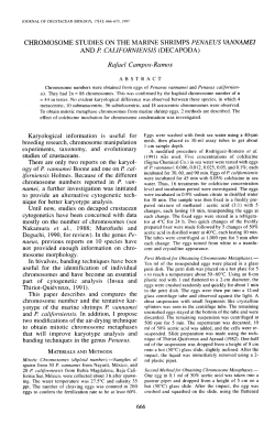 CHROMOSOME STUDIES ON THE MARINE SHRIMPS PENAEUS