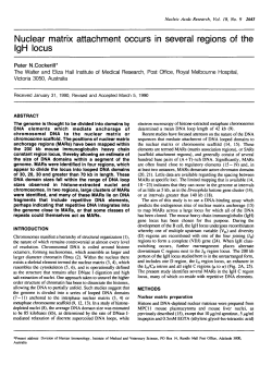 Nuclear matrix attachment occurs in several regions of the IgH locus
