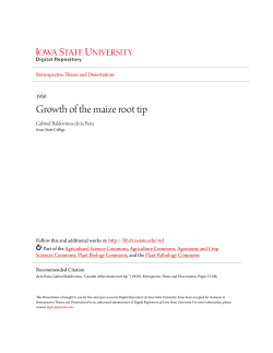 Growth of the maize root tip - Iowa State University Digital Repository