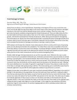 Frost Damage to Pulses - Saskatchewan Pulse Growers