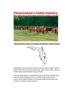 Okeechobee`s Cattle Industry