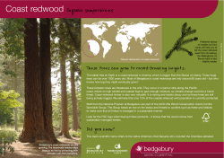 Coast redwood - Forestry Commission