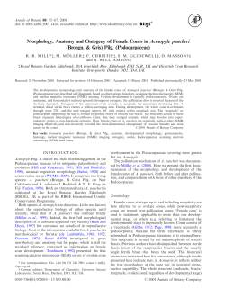 Morphology, Anatomy and Ontogeny of Female Cones in Acmopyle
