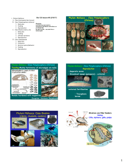 Phylum Mollusca: Class Bivalvia (clams, mussels, oysters)