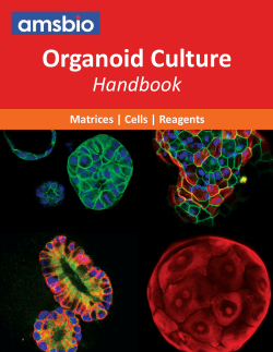 Organoid Culture