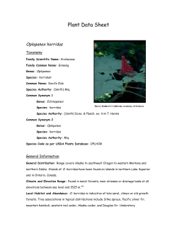 Oplopanax horridus - University of Washington