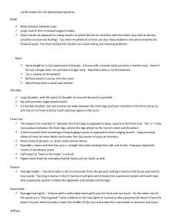 Conformation for the Barrel/Gaming Horse Head