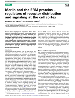 Merlin and the ERM proteins &acirc;&euro;&ldquo; regulators of receptor