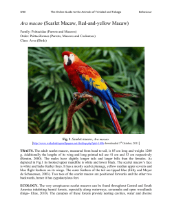 Scarlet Macaw, Red-and-yellow Macaw