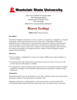 Beaver Ecology - Montclair State University