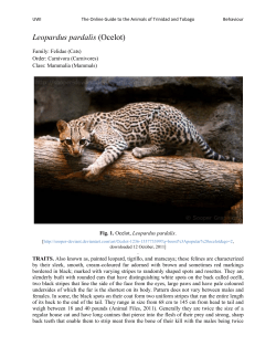 Ocelot - UWI St. Augustine