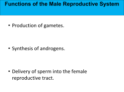 Functions of the Male Reproductive System &bull; Production of gametes