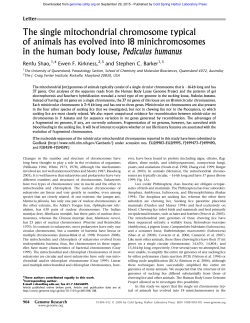 The single mitochondrial chromosome typical of animals has