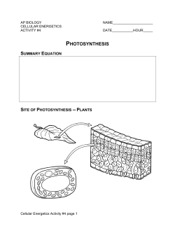 Photosynthesis Study Guide