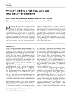 Myosin V exhibits a high duty cycle and large unitary displacement