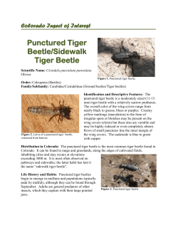 Sidewalk Tiger Beetle
