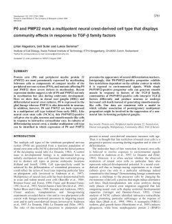 Multipotent progenitor of the PNS - Development