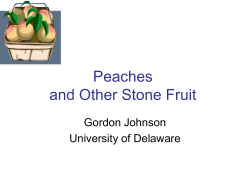 Peaches and Other Stone Fruit