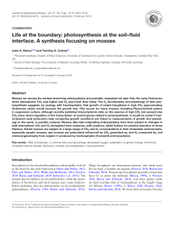 Life at the boundary: photosynthesis at the soil