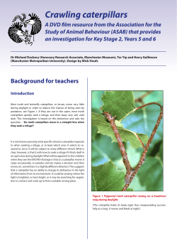 Crawling caterpillars - Association for the Study of Animal Behaviour