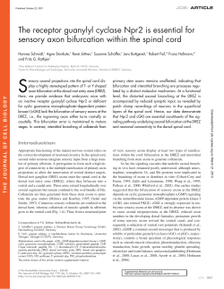 The receptor guanylyl cyclase Npr2 is essential for sensory axon