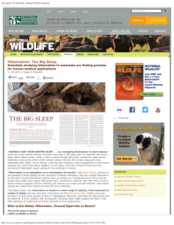 Hibernation: The Big Sleep - Institute of Arctic Biology