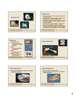Mollusc lab Objectives Mollusca Clam dissection Clam