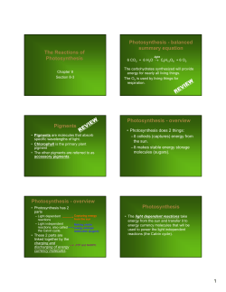 The Reactions of Photosynthesis Photosynthesis