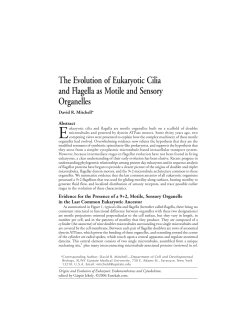 The Evolution of Eukaryotic Cilia and Flagella as