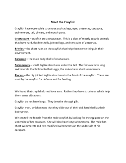 Meet the Crayfish