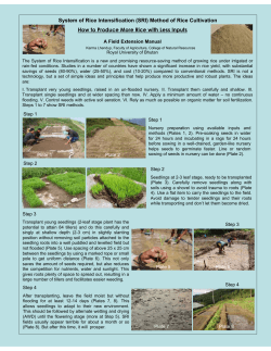 System of Rice Intensification (SRI) Method of Rice Cultivation How