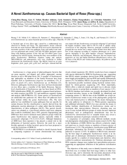 A Novel Xanthomonas sp. Causes Bacterial Spot of Rose (Rosa spp.)
