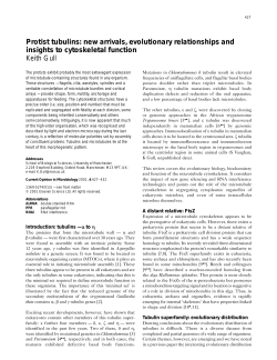 Protist tubulins: new arrivals, evolutionary relationships and insights