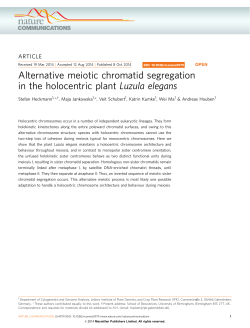 Alternative meiotic chromatid segregation in the