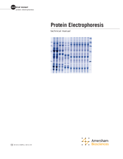 Protein Electrophoresis