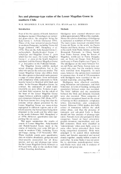 Sex and plumage-type ratios of the Lesser Magellan Goose in