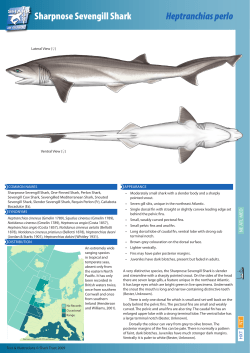Sharpnose Sevengill Shark