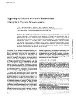 Hypertrophy-induced Increase of Intermediate Filaments in Vascular