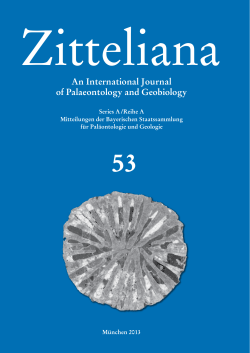 A Middle Miocene large Hominoid from Thannhausen (MN 5