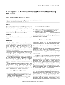 A new species of Phasmotaenia Navas (Phasmida: Phasmatidae)