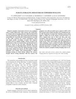 Sub-ice foraging behaviour of emperor penguins