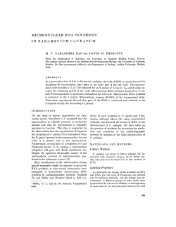 micronuclear rna synthesis in paramecium caudatum