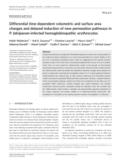 Differential time‐dependent volumetric and surface area changes