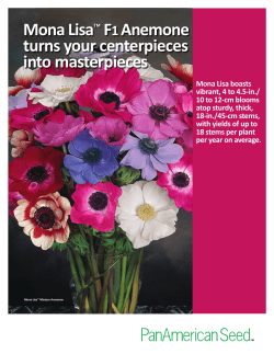 Mona Lisa&trade; F1 Anemone turns your centerpieces into masterpieces