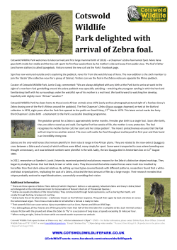 Cotswold Wildlife Park delighted with Zebra foal