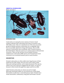 ORIENTAL COCKROACHES Blatta orientalis L. INTRODUCTION