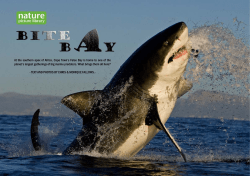 At the southern apex of Africa, Cape Town`s False Bay is home to